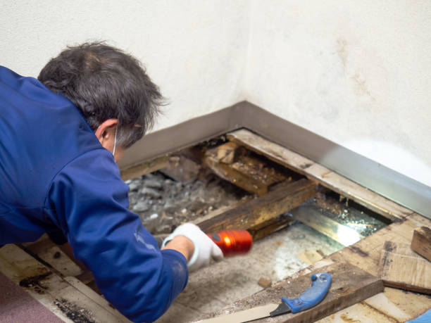 Professional Mold Removal in Pisgah, AL