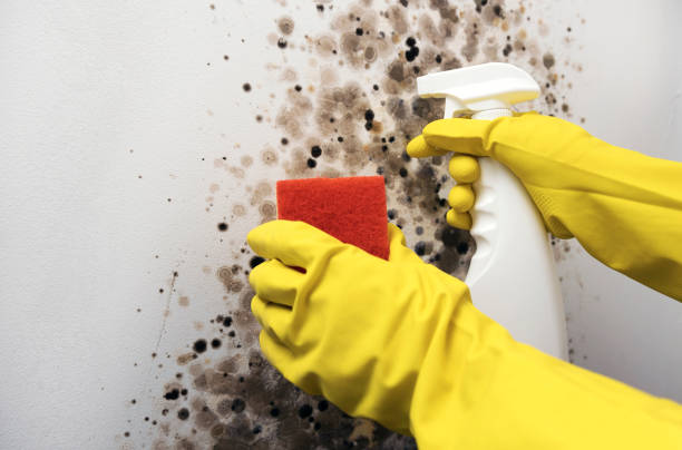 Best Crawl Space Mold Removal  in Pisgah, AL