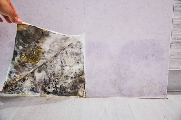 Best Fast Mold Removal  in Pisgah, AL
